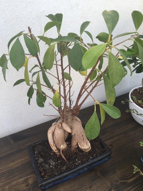 Ficus-1.jpg
